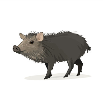 simple vector javelina clipart illustration white background vector art style simple design flat illustration no shadows