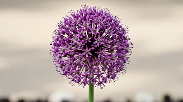 Persian onion with tall stems and spherical violet flower heads, frontal isolated floral specimen in high-resolution daylight, striking and sculptural, ultra-realistic, no logos.