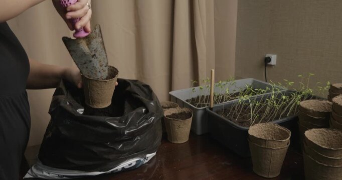 Woman's hands using a trowel to fill biodegradable peat pots with soil, preparing for transplanting young tomato seedlings from a tray on a wooden table for home gardening.