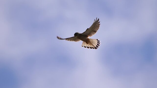 An adult common kestrel (Falco tinnunculus) preying for food against a cloudy sky - slow motion