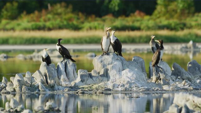 A flock of white-breasted cormorant (Phalacrocorax lucidus ) perched on stones with their reflection in water.