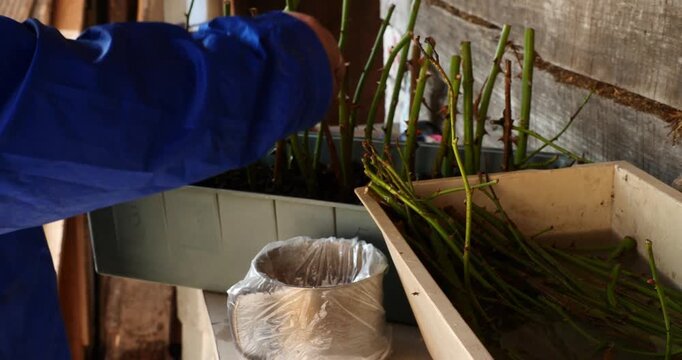 Gardener's hands dipping rose cuttings into rooting hormone powder before planting them into a container with soil, a common technique for vegetative propagation and growing new plants.