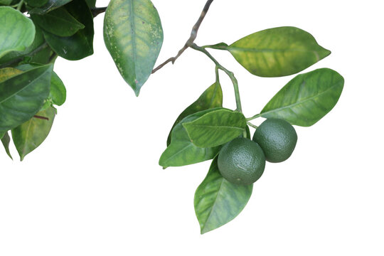 Una toma de cerca de varias naranjas verdes en un &aacute;rbol con hojas verdes en un fondo transparente 