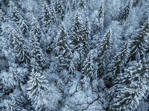 Aerial view of snow-laden evergreens create a mesmerizing tapestry of white and green, a winter wonderland from above, Schwangau, Bayern, Germany.