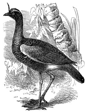 Horned screamer (Anhima cornuta), detailed vintage illustration.