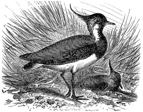 Northern lapwing (Vanellus vanellus), detailed vintage illustration.