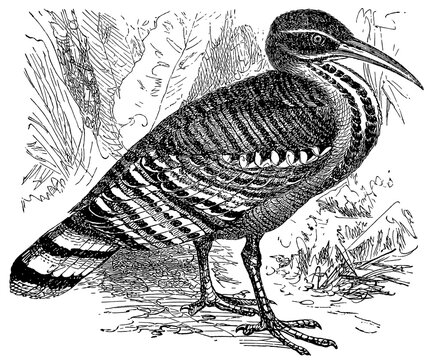 Sunbittern (Eurypyga helias), detailed vintage illustration.
