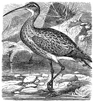 Eurasian curlew (Numenius arquata), detailed vintage illustration.