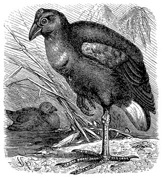 African swamphen (Porphyrio madagascariensis), detailed vintage illustration.
