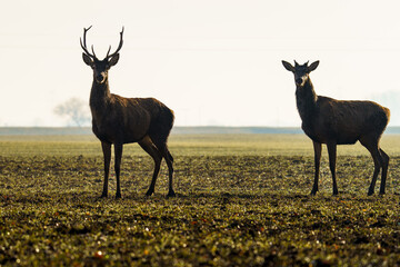 Dwa jelenie szlachetne stojące na polu o poranku. Majestatyczne byki w naturalnym środowisku na tle jasnego nieba. Dzika polska natura, fauna i krajobraz wiejski w promieniach słońca. © Henryk Niestrój