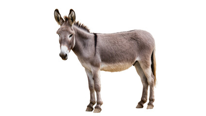 Gray donkey standing, isolated on transparent background © Maria