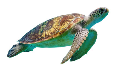Green sea turtle swimming gracefully, isolated on transparent background © Maria