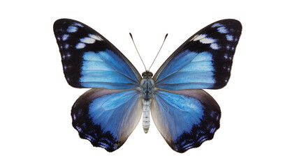 Vibrant blue butterfly with black and white markings, isolated on transparent background © Maria