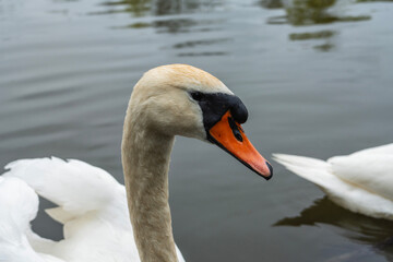 Fototapeta premium Portrait of a swan close up