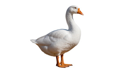 Majestic white goose with orange beak, standing proudly isolated on transparent background © Maria