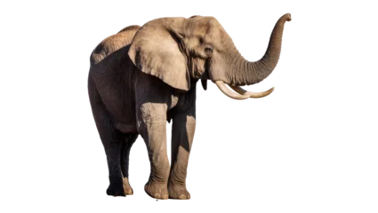 Foto auf Acrylglas Elefant Majestic African elephant with raised trunk tusks and wrinkled skin, isolated on transparent background  © Maria