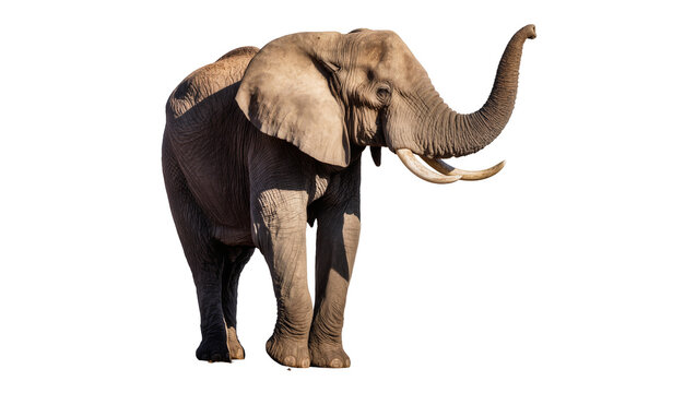 Majestic African elephant with raised trunk tusks and wrinkled skin, isolated on transparent background