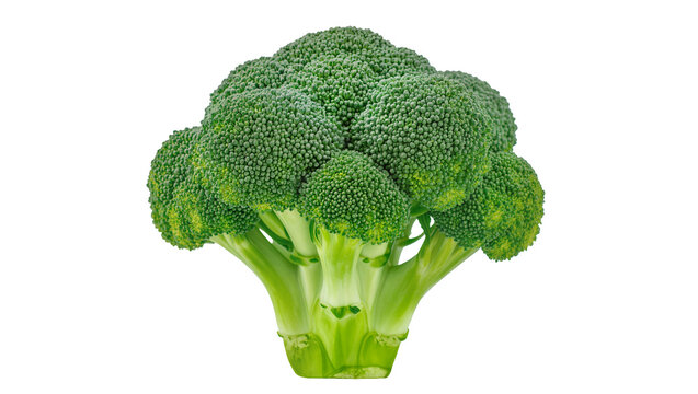 Fresh green broccoli florets with thick stems, isolated on transparent background