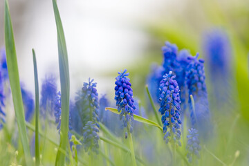 Muscari grape hyacinth flowers blooming in spring garden © SNEHIT PHOTO