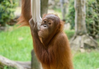 Sumatran orangutan  © Hana