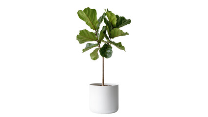 Fiddle leaf fig plant in a white ceramic pot, isolated on transparent background © Maria