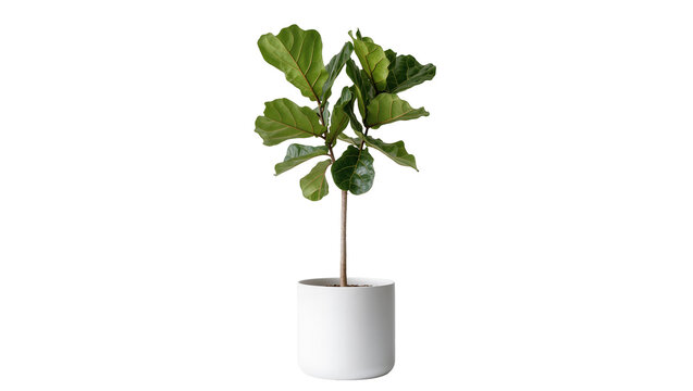Fiddle leaf fig plant in a white ceramic pot, isolated on transparent background