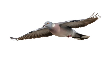 Obraz premium Wood pigeon bird in flight wings spread wide, isolated on transparent background