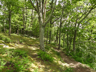 Fototapeta premium Visitors can enjoy a peaceful, summer hike, along the woodland trails that meander through the forest of Shenadoah National Park. Blue Ridge, Appalachian mountains, Virginia. 