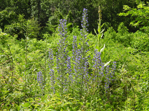 Viper's bugloss, wildflower bloomed within Shenandoah National Park, Blue Ridge Mountain wilderness, Appalachian Mountain Range, Virginia. 
