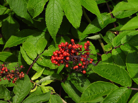 Wild red elderberry plant growing within the woodland forest of Shenandoah National Park. Blue Ridge, Appalachian mountains, Virginia.  