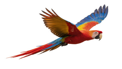 Scarlet macaw parrot with vibrant red yellow and blue feathers, isolated on transparent background © Maria