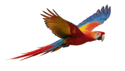 Fototapeten Papagei Scarlet macaw parrot with vibrant red yellow and blue feathers, isolated on transparent background  © Maria