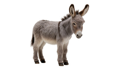 Fototapeta premium Fluffy grey donkey standing, isolated on transparent background