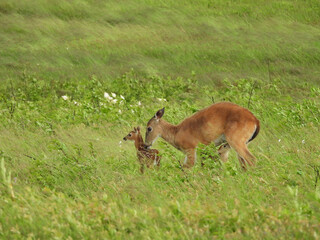 Obraz premium Mother white-tailed deer, doe, caring for her baby fawns, within a meadow, during a windy storm. Big Meadow, Shenandoah National Park, Blue Ridge, Appalachian Mountains, Virginia. 