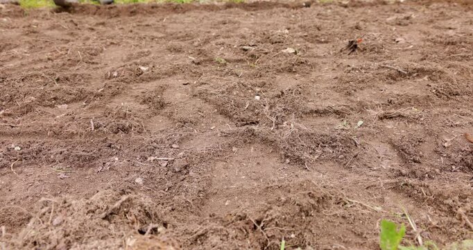 Farmer preparing garden soil with hoe