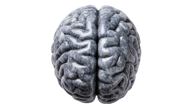 Stone brain sculpture with intricate gyri and sulci, isolated on transparent background