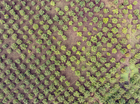 Aerial view of a dense forest canopy with vibrant green trees contrasting against the earthy tones of the ground below, Nyeri, Nyeri, Kenya.