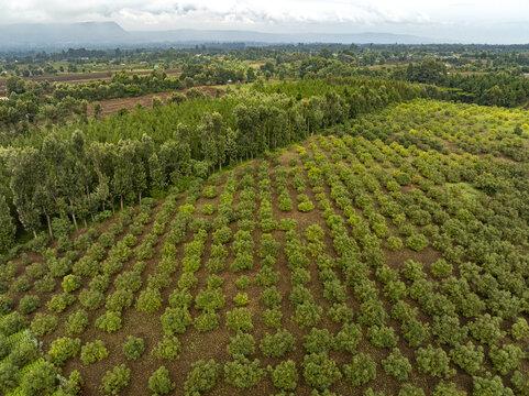 Aerial view of meticulously planted rows of trees create a textured tapestry against the backdrop of distant hills, Nyeri, Nyeri, Kenya.
