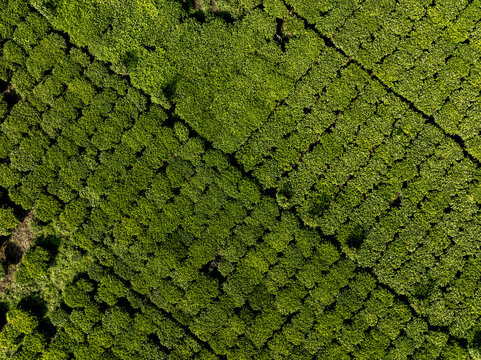 Aerial view of lush green tea bushes form a structured pattern, reflecting the sun's light, creating vibrant textures across the landscape, Nyeri, Nyeri, Kenya.