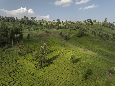 Aerial view of lush green tea plantations cascade down the rolling hills, a vibrant tapestry under the vast African sky, Nyeri, Nyeri, Kenya.