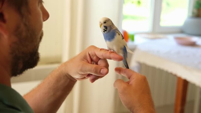 Man Owner is Feeding a Colorful Budgerigar with Fresh, Healthy Green Apple at Home. A person is nurturing a pet budgerigar, beautifully showcasing affection through dedicated pet care and attention