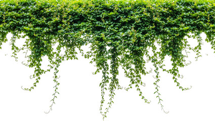 Dense green ivy vines with cascading tendrils, isolated on transparent background © Maria