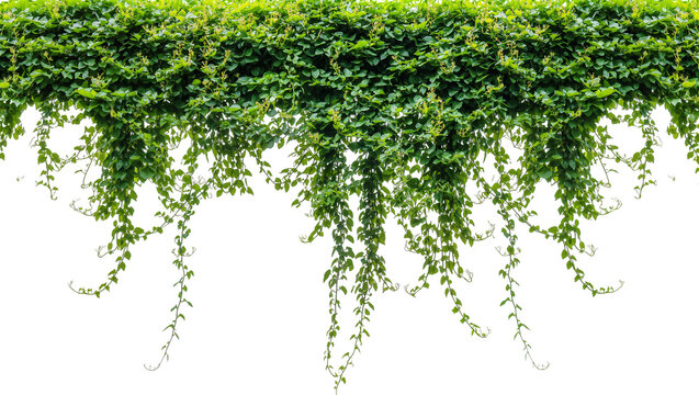 Dense green ivy vines with cascading tendrils, isolated on transparent background