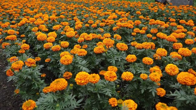 FLOR DE CEMPASUCHIL