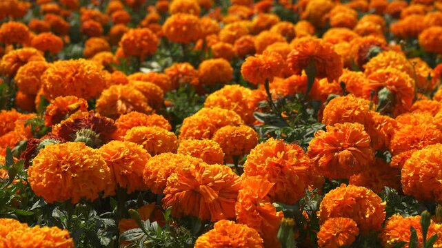 FLOR DE CEMPASUCHIL