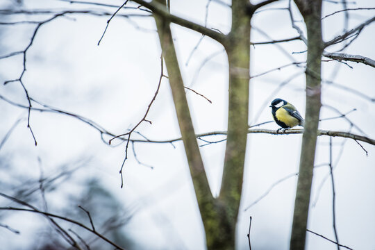View of a small bird perched delicately on a stark, bare branch against a muted, overcast sky, its yellow plumage a bright contrast, Schaffhausen, Switzerland.