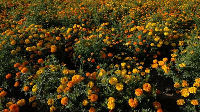 FLOR DE CEMPASUCHIL