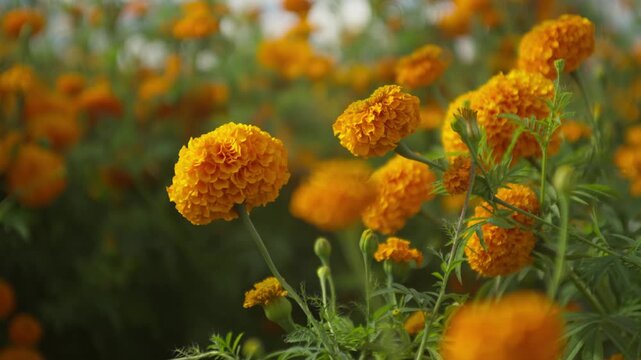 FLOR DE CEMPASUCHIL
