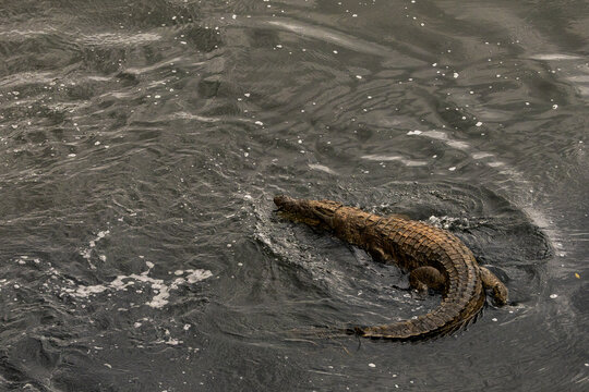 Aerial view of a crocodile lurks in the dark, rippling waters, its textured scales contrasting with the smooth surface, Mpumalanga, South Africa.