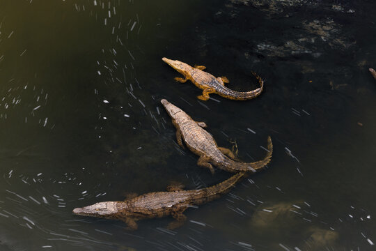 Aerial view of crocodiles basking in the dark, rippling waters, their scales a stark contrast to the murky depths, Mpumalanga, South Africa.
